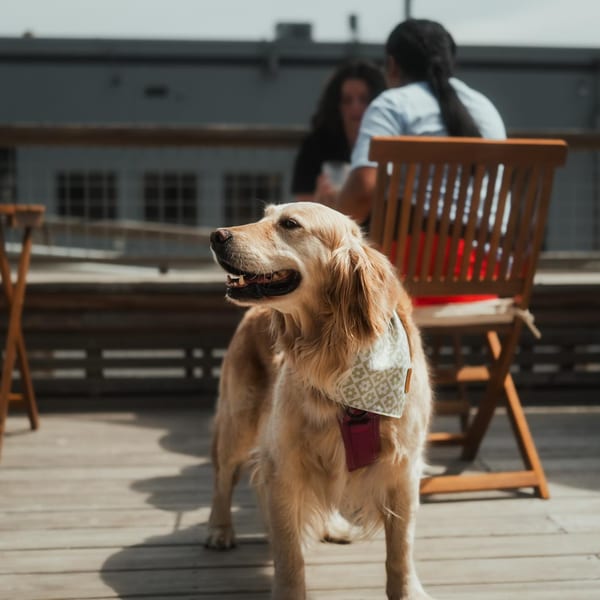 Golden Retriever wearing a bandana on a cafe patio with people seated in the background.